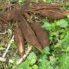 Souveraineté alimentaire: Quand le manioc sauve le Nigeria