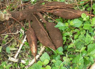 Souveraineté alimentaire: Quand le manioc sauve le Nigeria
