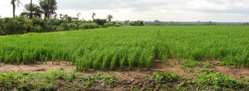 Cession par le Gouvernement congolais de 80 000ha de terres arables : Déclaration de la LPC-U.