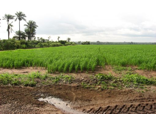 Alimentation en Afrique et politiques des dons : à quoi ça rime?